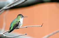 Hummingbird