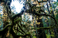 Silver Falls, OR