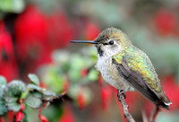 Hummingbird