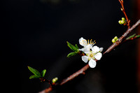 Cherry Blossom