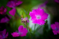 Various Flowers