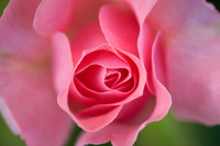 Various Flowers
