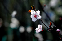Cherry Blossom